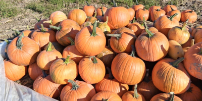 Sprzedam Dynie Gladiator od 7do 14kg możliwość dowozu przy