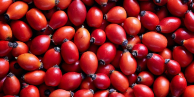 Szukam odbiorcy owocu dzikiej róży z wlasnej plantacji Aktualnie