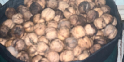 Mam 35 kilo świeżych orzechów