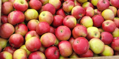 Sprzedajemy Idaret z kalibrem 65+ z Republiki Mołdawii. Dostarczamy