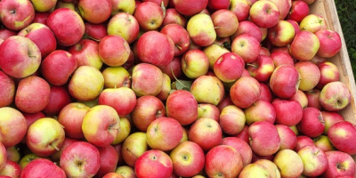 Sprzedajemy Idaret z kalibrem 65+ z Republiki Mołdawii. Dostarczamy