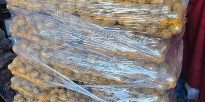 Sprzedam ziemniaki jadalne odmian Ignacy, Soraya i Baltic Rose