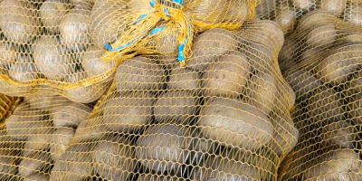 Sprzedam ziemniaki jadalne odmian Ignacy, Soraya i Baltic Rose