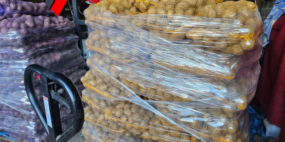 Sprzedam ziemniaki jadalne odmian Ignacy, Soraya i Baltic Rose