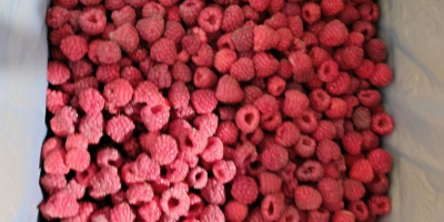 Witam, to nasza Spółdzielnia Rolnicza Fungo-vita z Serbii. Sprzedajemy