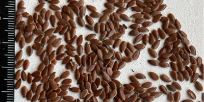 Firma CERIO sprzeda LEN BRĄZOWY. Czystość: 97-98% Oleistość: 43%