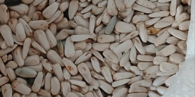 biały słonecznik dzakiran wybrany, aby uzyskać więcej informacji [numer