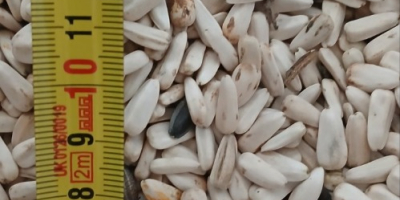 biały słonecznik dzakiran wybrany, aby uzyskać więcej informacji [numer