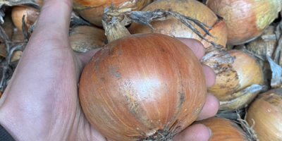 Witam, Sprzedam luzem cebule żółtą odmiany Fasto Centro. Możliwość