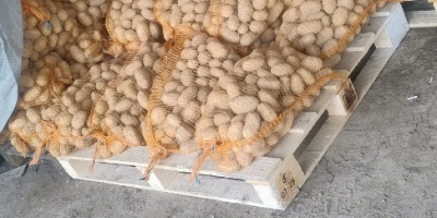 Sprzedam ziemniaki z własnego gospodarstwa. Odmiany Red Sonia, Denar