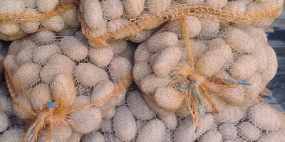 Sprzedam ziemniaki z własnego gospodarstwa. Odmiany Red Sonia, Denar