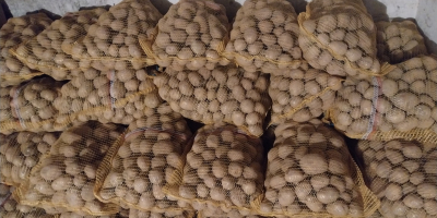 Sprzedam ziemniak gala z jasnej ziemi ilosci tirowe i