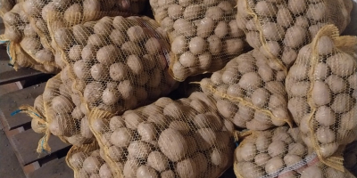 Sprzedam ziemniak gala z jasnej ziemi ilosci tirowe i