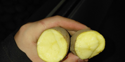 Posiadam 10ha ziemniaka odmiany Ludmiła posadzona na jasnej glebie,