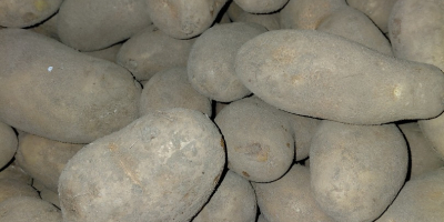 Posiadam 10ha ziemniaka odmiany Ludmiła posadzona na jasnej glebie,