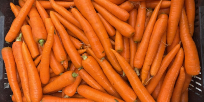 Świeża, wysokiej jakości marchew prosto od producenta! Rozmiar: -