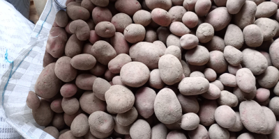 Witam. Posiadam do sprzedania ziemniaki jadalne Soraya oraz Balticrosa