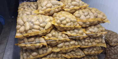 Witam. Posiadam do sprzedania ziemniaki jadalne Soraya oraz Balticrosa