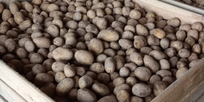 Witam. Posiadam do sprzedania ziemniaki jadalne Soraya oraz Balticrosa