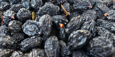 Suszone śliwki bez pestek – niekalibrowane (Mołdawia, odmiana Stanley)