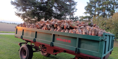 Odmiana Brigadier zbierana ręcznie