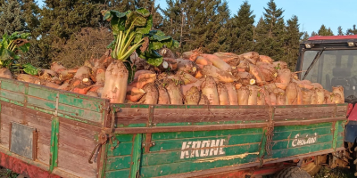 Odmiana Brigadier zbierana ręcznie