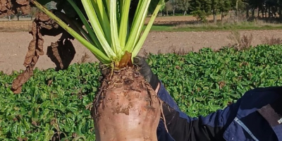 Odmiana Brigadier zbierana ręcznie
