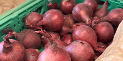 Jesteśmy firmą Biała Cebula PL, zaufanym dostawcą wysokiej jakości