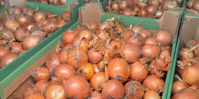 Jesteśmy firmą Biała Cebula PL, zaufanym dostawcą wysokiej jakości