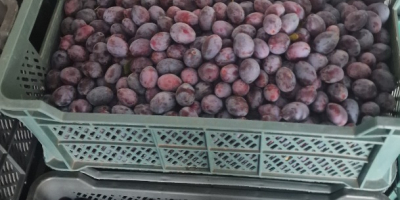 Sprzedam sliwke prezente z chłodni