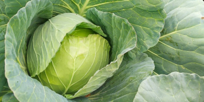 Kapusta Futoški potomstwo Ilość 50000t-60000t