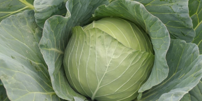 Kapusta Futoški potomstwo Ilość 50000t-60000t