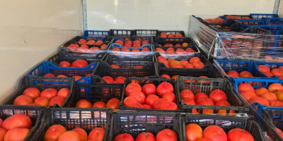 Sprzedaję pomidory różowe – elitarna jakość. Oferuję świeże, aromatyczne