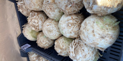 Sprzedam seler w dużych ilościach. Seler z Węgier na