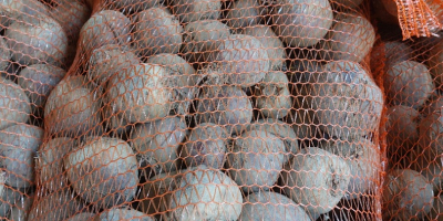 Witam sprzedam buraczka ćwikłowego odmiany azuma F1.Burak ładny okrągły