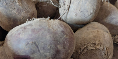 Witam sprzedam buraczka ćwikłowego odmiany azuma F1.Burak ładny okrągły