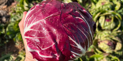 Radicchio en buen estado. No tiene ribeteados negros en