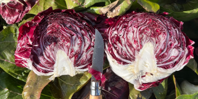Radicchio en buen estado. No tiene ribeteados negros en