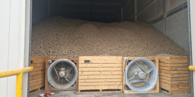 Ziemniaki z gleby jasnaj , możliwość odsorotowania mniejszego kalibru