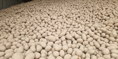 Ziemniaki z gleby jasnaj , możliwość odsorotowania mniejszego kalibru