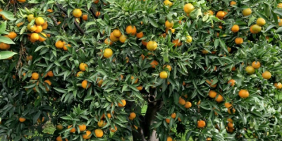 Certyfikowane Klementynki Ekologiczne - Klementynki PGI z Kalabrii -