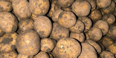 Sprzedam ziemniaki na frytki odmiana SH 1010. Cena do