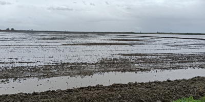 Dysponujemy dużymi ilościami świeżo zebranego ryżu z nizin Loudias