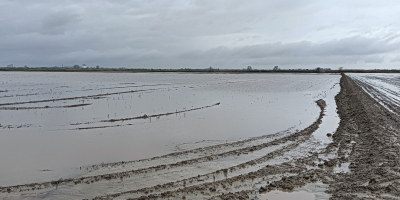 Dysponujemy dużymi ilościami świeżo zebranego ryżu z nizin Loudias