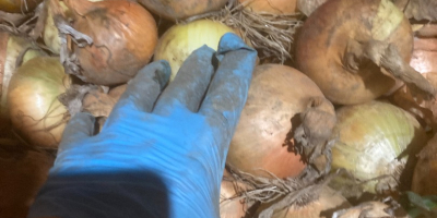 Posiadam 50-60 ton cebuli żółtej. Cebula jest składowana na