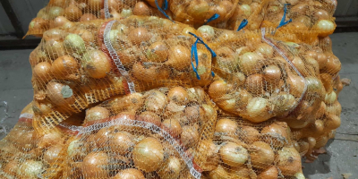 Posiadam 50-60 ton cebuli żółtej. Cebula jest składowana na