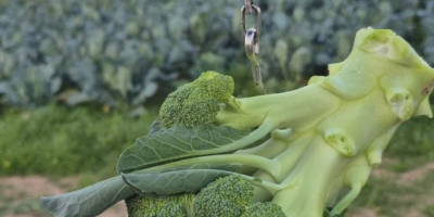 Ziemniaki Agria – Wyjątkowa jakość i smak. Odkryj nasze