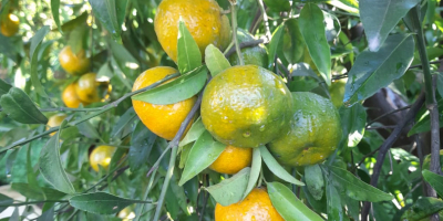 Lokalne mandarynki o dobrej wielkości