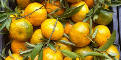 Lokalne mandarynki o dobrej wielkości