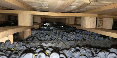 bezpośrednio od producenta, przechowywane w optymalnych warunkach w lodówce